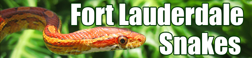 Fort Lauderdale snake
